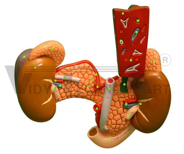 Pancreas/Intestine: Post. View